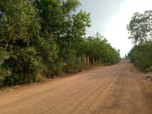 Bán đất cao su mặt đường liên huyện đồng tiến đồng phú Bình Phước