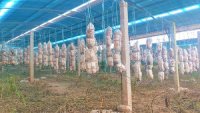 Cho thuê đất làm trang trại trồng nấm kết hợp làm điện mặt trời áp mái