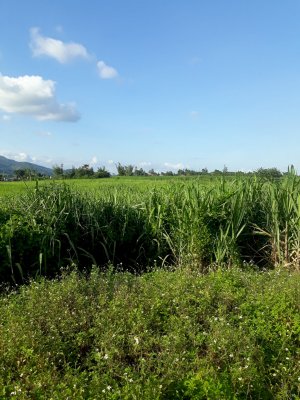 Cần tiền gấp nên bán 3000m2 đất nông nghiệp tại H. Kông Chro, Gia Lai