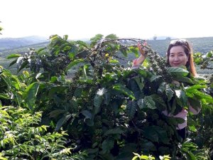 Đất vườn cafe sổ đỏ chính chủ Gần 4 hecta Di Linh, Lâm Đồng