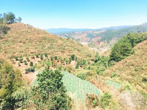 Bán Đất Đèo Mimosa Đà Lạt, Lâm Đồng Giá Rẽ Bất Ngờ 500m2 1,6 Tỷ