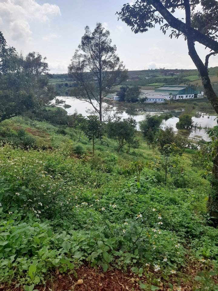 Đất sào Biệt Thự Thanh Lương Bình Phước view sông , suối dân cư đông giá rẻ 1000m2, 2000m2