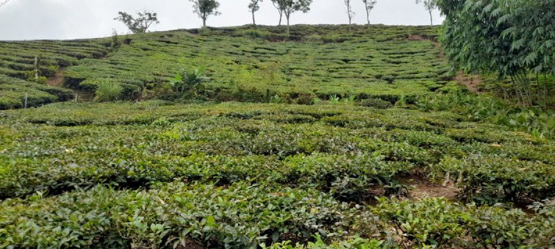 Bán Lô đất rộng 2000m tại Mộc Châu. Nhanh tay đầu tư trước con sóng quy hoạch