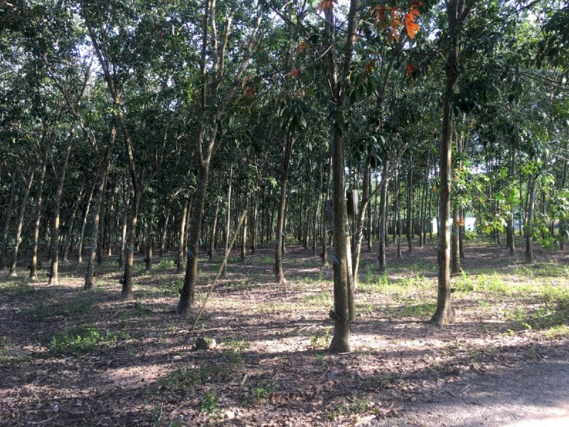Bán đất vườn Cao Su 2 mặt tiền xã Truông Mít,Dương Minh Châu 60x145m, giá 4 tỷ