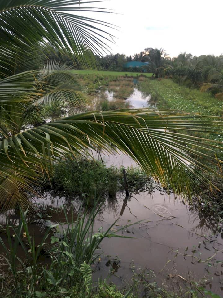 1 công đất Long Hoà A, Long Định, Châu Thành, Tiền Giang