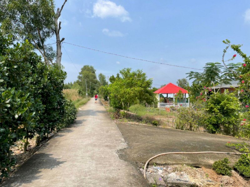 1,4hecta vườn đường 6 Ầu,Tân Lập 1,Tân Phước,Tiền Giang