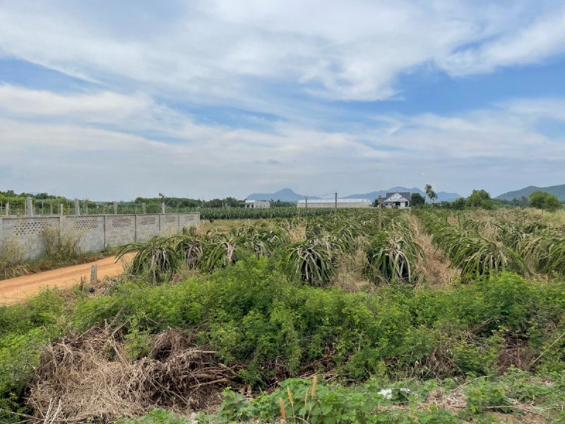 Bán 2466m đất ở sát biển đường Hùng Vương , Xã Tân Bình , thị xã Lagi , Bình Thuận