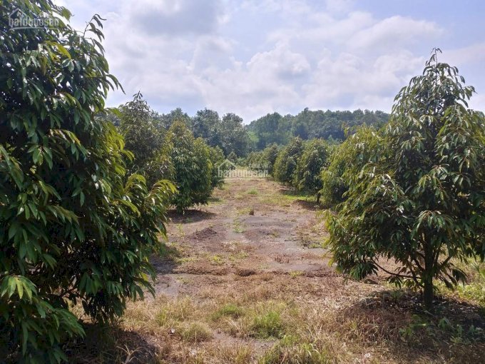 Chủ em cần bán 3ha3 đất trồng hơn 500 cây sầu riêng và nhiều cây ăn trái khác đã thu hoạch tại Xã EaHiao, Huyện EaHleo, Tỉnh ĐakLak
