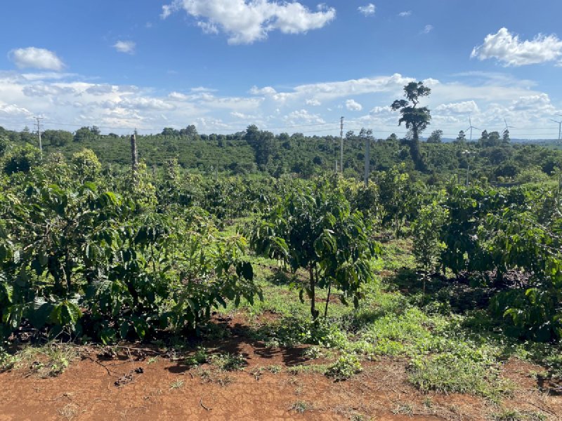 Bán đất 3 mặt tiền đường trồng cà phê và sầu riêng chỉ (1ty3/1ha) tại xã Dliêya, Huyện Krong Năng, Tỉnh Đaklak