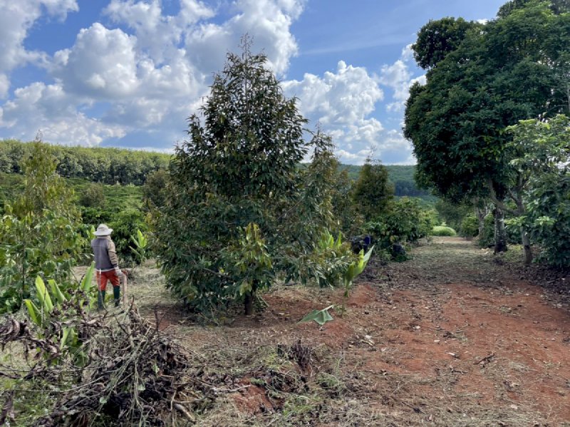 Bán hơn 8ha đất có hơn 140m mặt tiền đường nhựa, trồng cà phê và sầu riêng tại Xã EaNam, Huyện EahLeo, Tỉnh ĐakLak