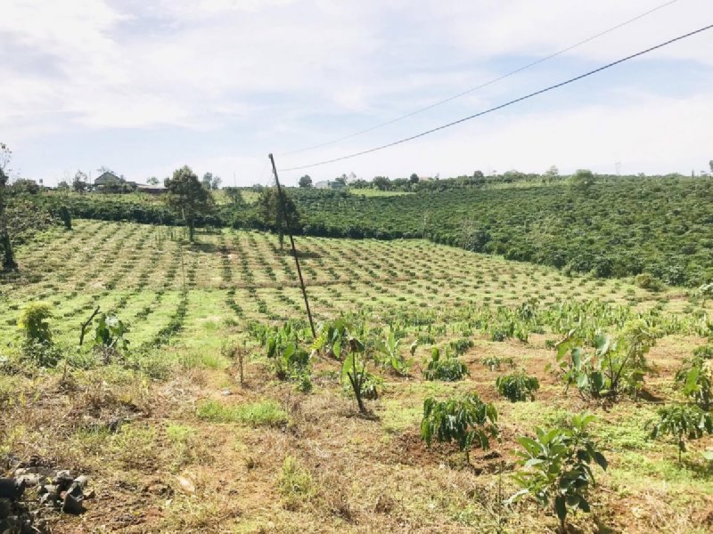 Chính chủ cần bán đất Vườn Xoài, Định Quán. Xung quanh có nhiều farmstay đang hoạt động