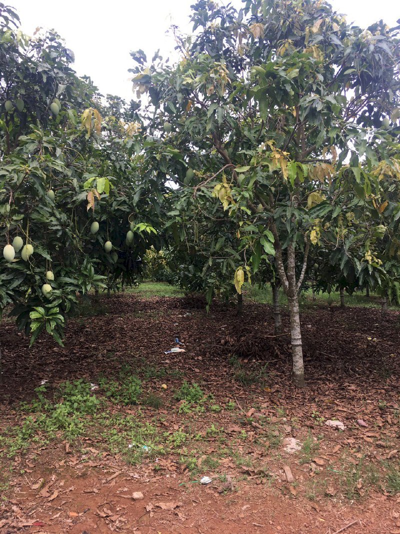 Bán miếng vườn trái cây hơn 1 sào ở Định Quán