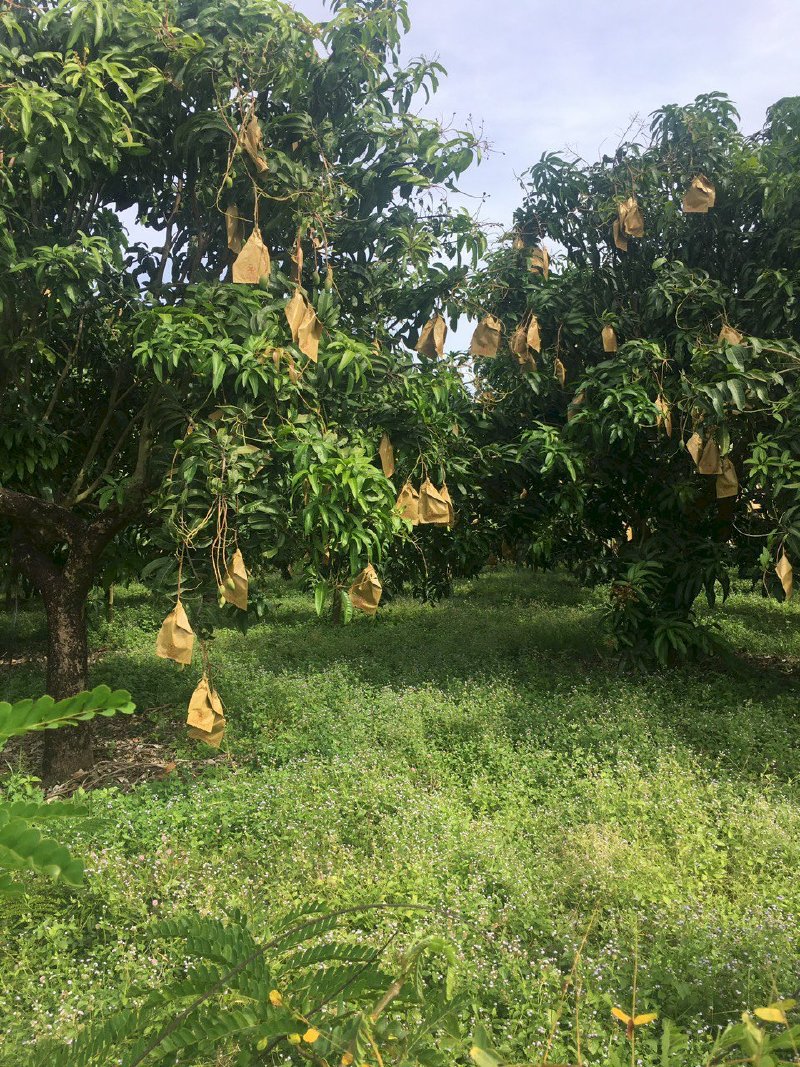 Bán miếng vườn trái cây hơn 1 sào ở Định Quán