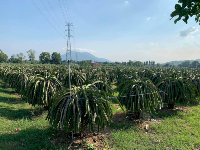 Chính chủ bán đất vườn thanh long 3.5ha