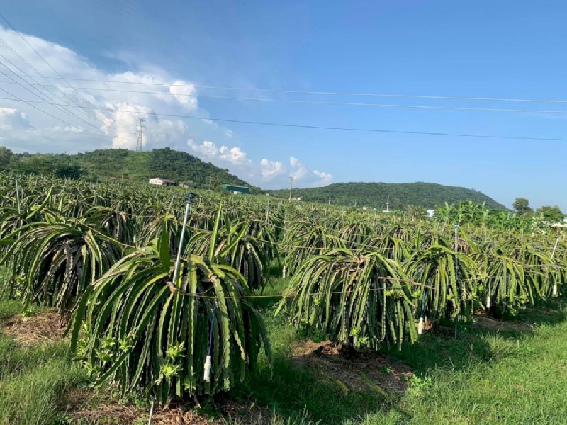 Chính chủ bán đất vườn thanh long 3.5ha