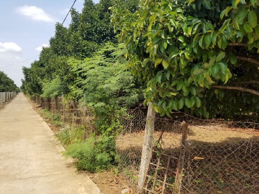 Đất xào trồng cây lâu năm giá siêu rẻ chỉ 1.8trđ/m2 xã Bàu Hàm 2 huyện Thống Nhất