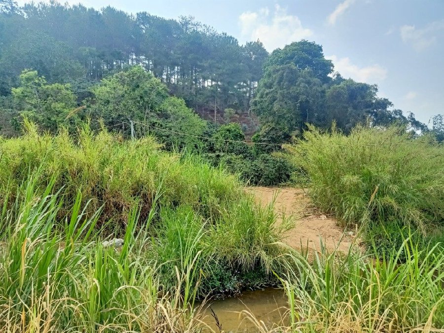 6000m2 đất lớn đèo mimosa giá 1 tỷ 1 xào sông suối rừng thông hội tụ đầy đủ