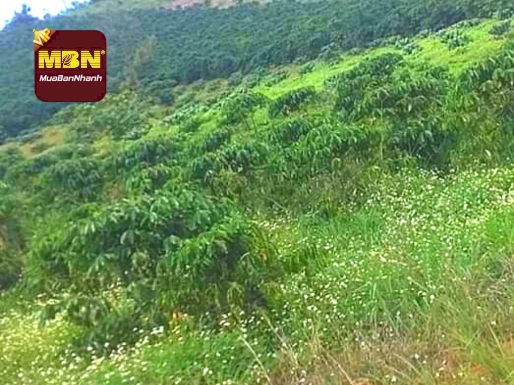 Mua đất bằng giấy viết tay vẫn được cấp sổ đỏ trong trường hợp nào?