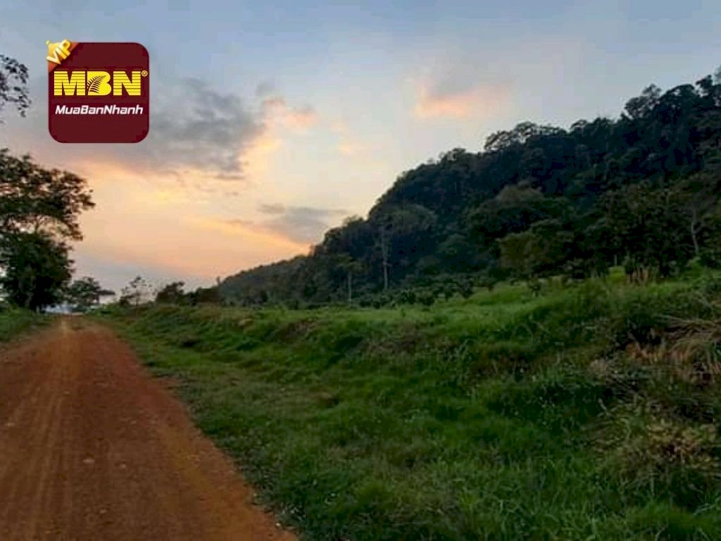 Nhà đầu tư bất động sản cá mập