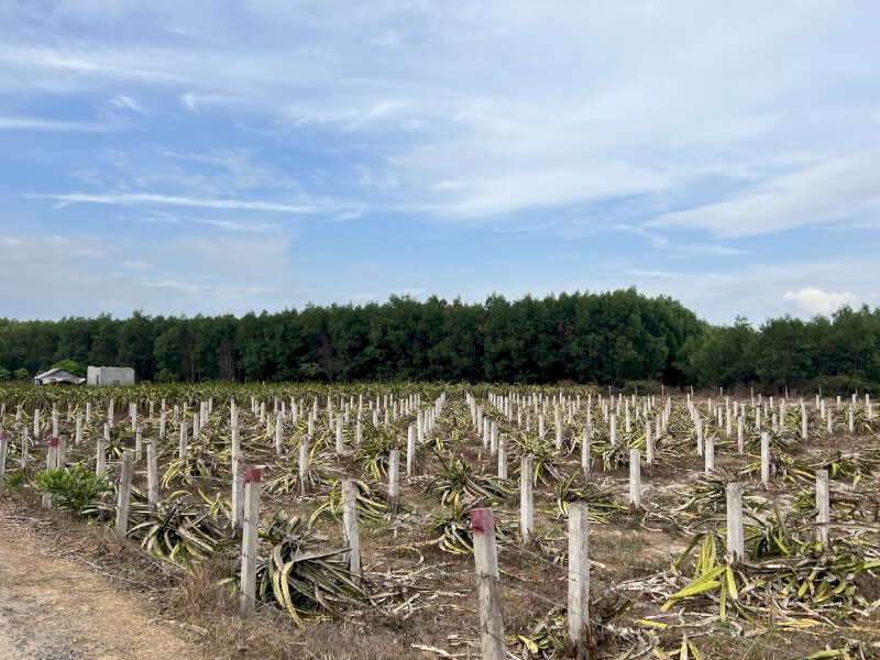Sốt đất Lagi Bình Thuận, nhiều đội lái từ Hà Nội, TP HCM về săn khiến giá đất tăng mạnh mỗi ngày